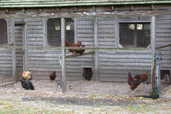 Chickens-at-Batsto-2007