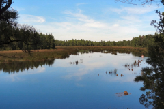 c1
