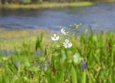 swamp flowers