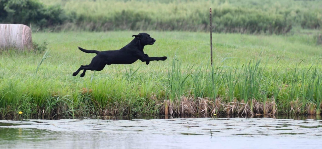 Dog Days of Summer